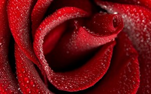 ws_Red_rose_1920x1200