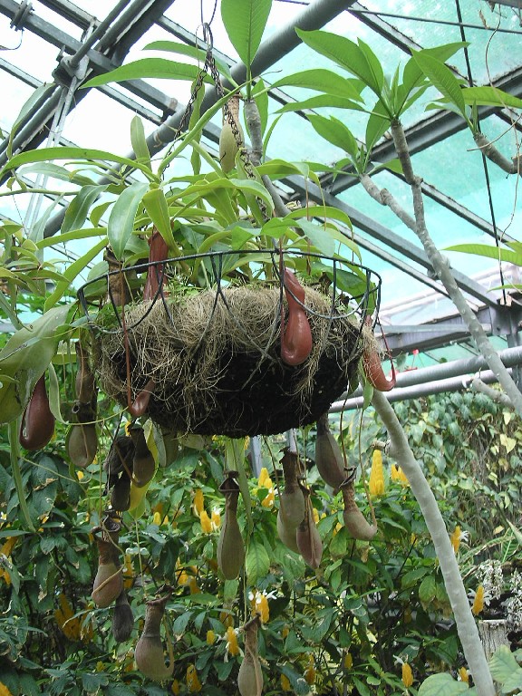 Különös formájú gyümölcsök