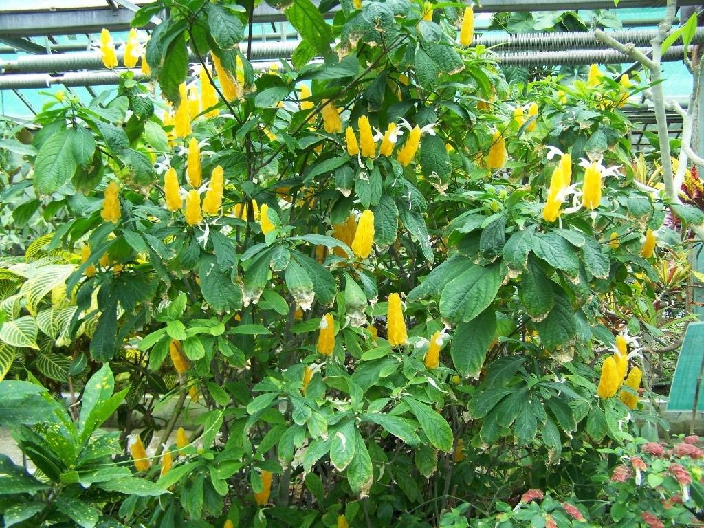 Egzotikus növények a pálmaházban