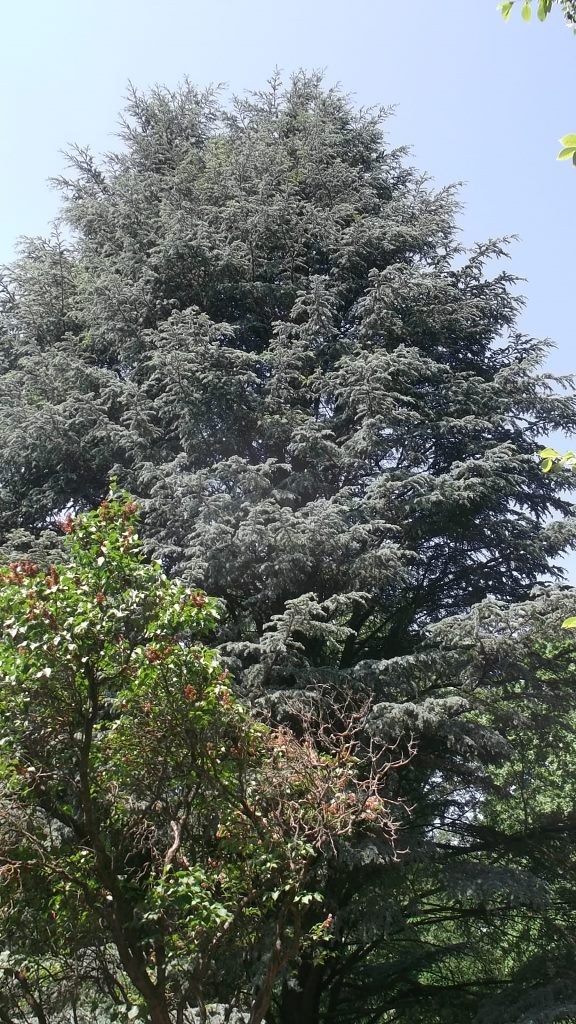 Atlasz-cédrus (É-Afrika),SBK