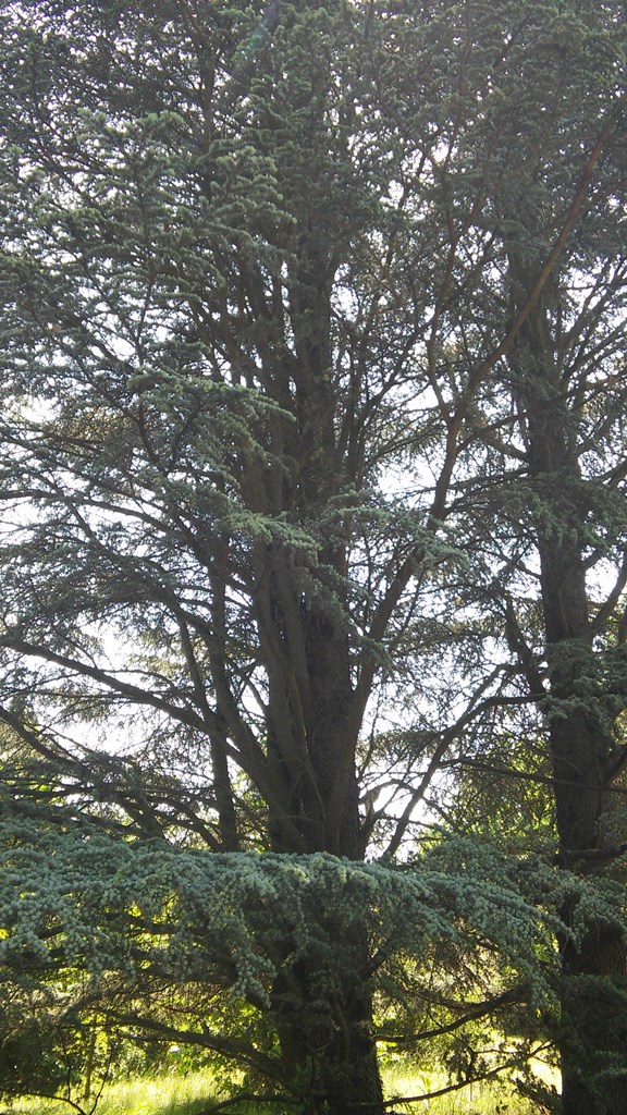 Soroksár - Botanikus kert